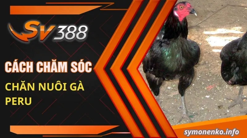 Gà Peru| Đặc Điểm Ngoại Hình Và Cách Phân Biệt Các Dòng Lai 5 Cách chăm sóc chăn nuôi gà Peru