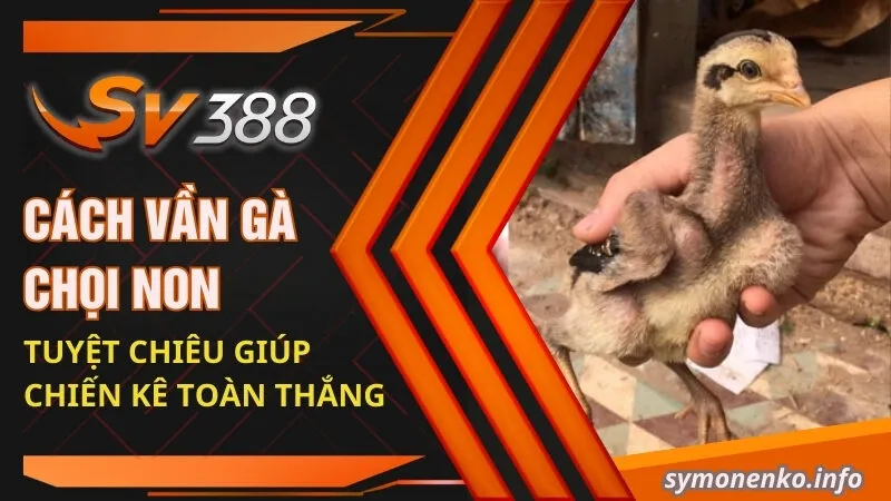 Cách vần gà chọi non