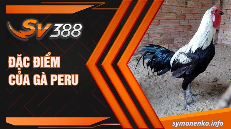 Gà Peru| Đặc Điểm Ngoại Hình Và Cách Phân Biệt Các Dòng Lai 3 Đặc điểm của gà Peru