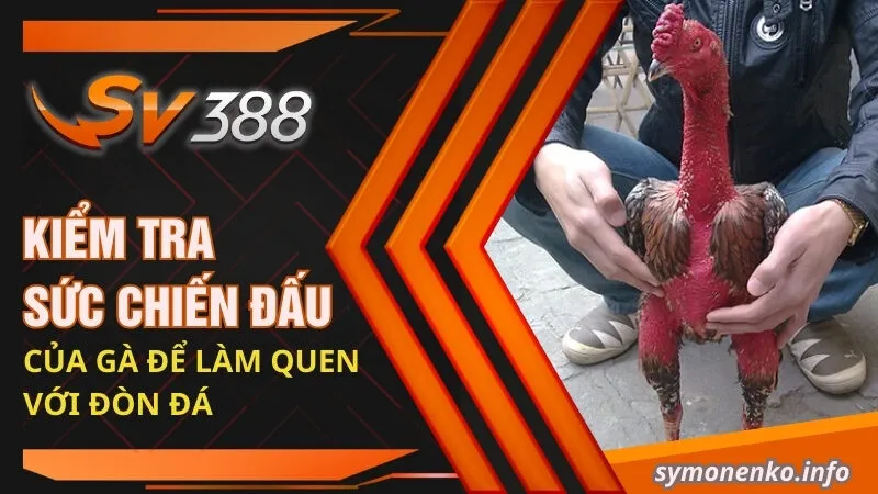 Kiểm tra sức chiến đấu của gà để làm quen với đòn đá