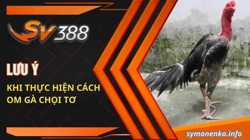 Lưu ý khi thực hiện cách om gà chọi tơ