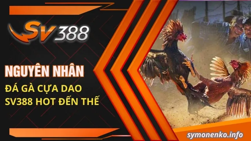 Nguyên nhân đá gà cựa dao Sv388 HOT đến thế