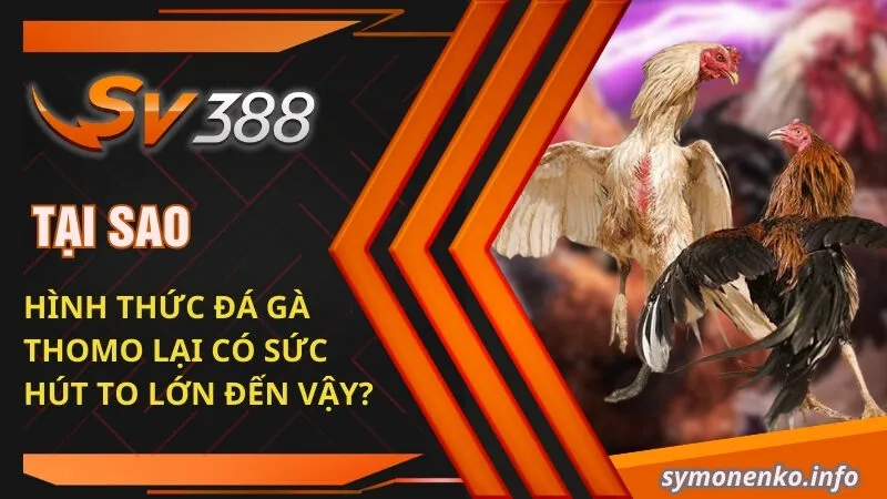 Tại sao hình thức đá gà Thomo lại có sức hút to lớn đến vậy?