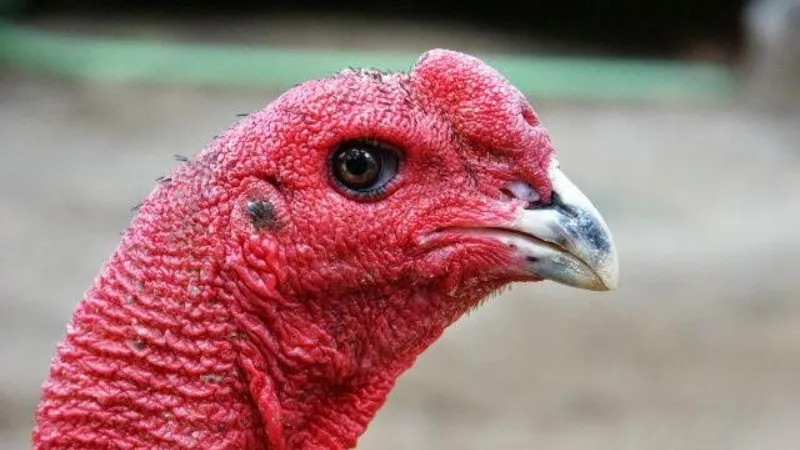 Top 10 Giống Gà Chọi Mạnh Nhất Hiện Nay – Sát Thủ Đấu Trường 6 Cách Chăm Sóc Gà Chọi Để Phát Huy Sức Mạnh