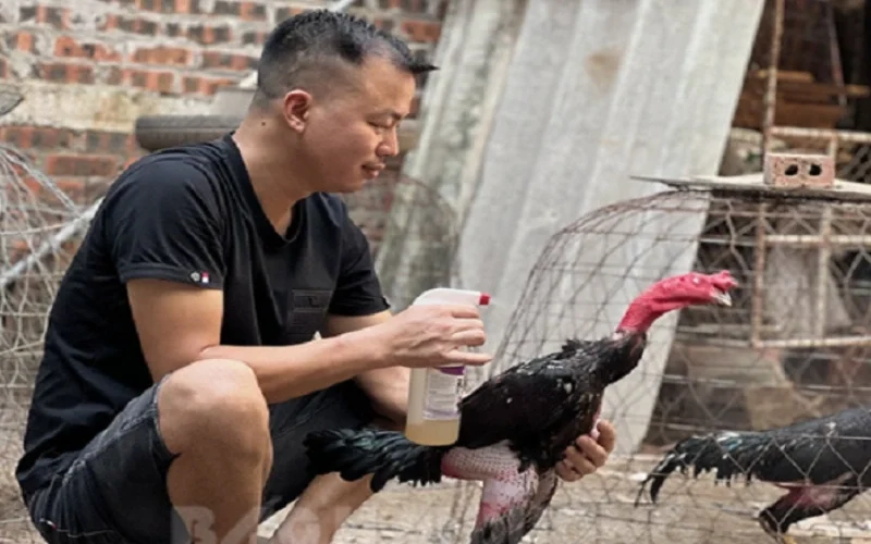 Cách chăm sóc gà sau khi vần đòn và trước khi thi đấu