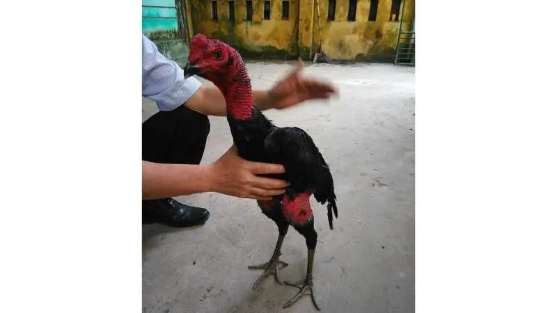 Gà Nòi Việt Nam – Huyền Thoại Bất Bại Trong Làng Gà Chọi 4 Gà Nòi Bình Định – Chiến Kê Bất Bại