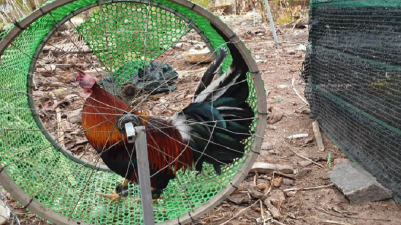 Top 10 Giống Gà Chọi Mạnh Nhất Hiện Nay – Sát Thủ Đấu Trường 5 Kinh Nghiệm Chọn Gà Chọi Hay