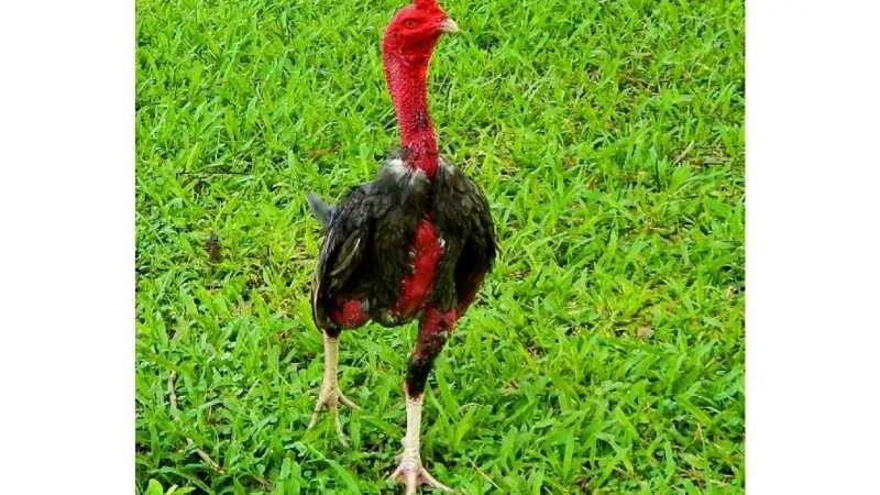 Gà Nòi Việt Nam – Huyền Thoại Bất Bại Trong Làng Gà Chọi 2 Nguồn Gốc Và Lịch Sử Của Gà Nòi Việt Nam