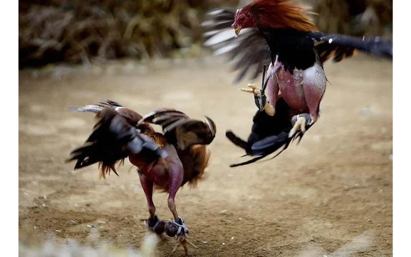 Chế Độ Dinh Dưỡng Giúp Gà Chọi Phát Triển Toàn Diện 3 Những Sai Lầm Thường Gặp Khi Cho Gà Chọi Ăn