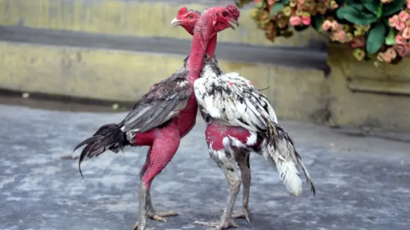 Top 10 Giống Gà Chọi Mạnh Nhất Hiện Nay – Sát Thủ Đấu Trường 2 Tiêu chí đánh giá gà chọi mạnh