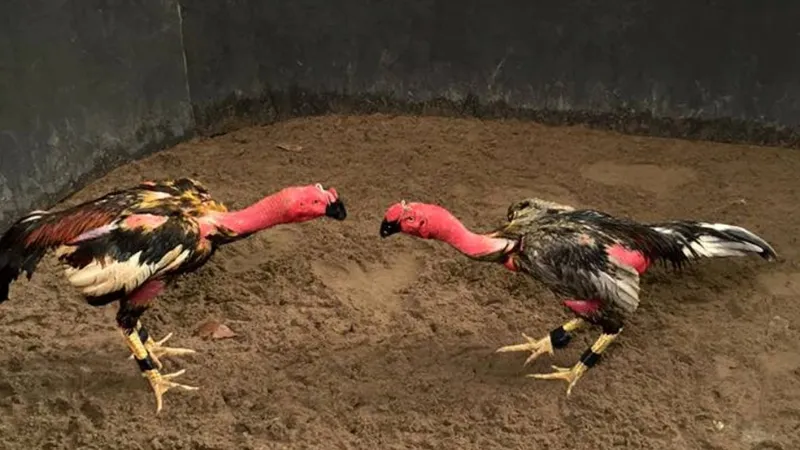 Top 10 Giống Gà Chọi Mạnh Nhất Hiện Nay – Sát Thủ Đấu Trường