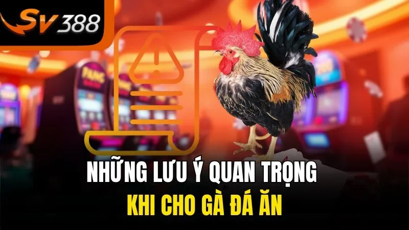 Những lưu ý quan trọng khi cho gà đá ăn