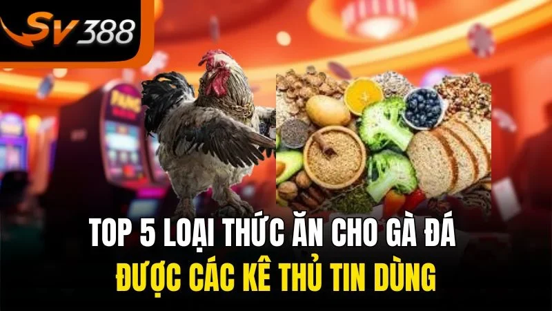 TOP 5 loại thức ăn cho gà đá được các kê thủ tin dùng